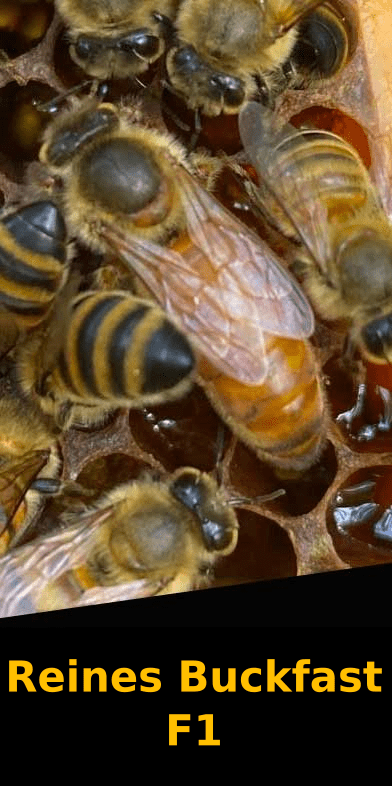 Reines D'abeilles Buckfast F1