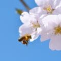 Abeille sur fleur de cerisier