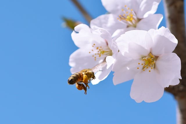 abeja en flor de cerezo