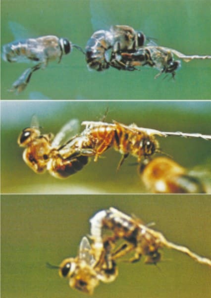 Three stages of copying in bees